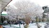 Snow in Dharamsala